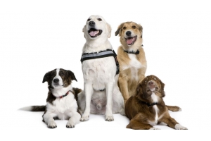 全球?qū)櫸镉闷肥袌?chǎng)廣闊，寵物家電需求激增